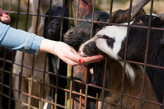 cameroon / pygmy dwarf brown and black goat feeding granules / p
