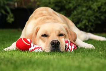Labrador 