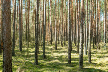 Tall trees in the forest