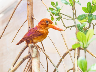 king fisher bird in the education show