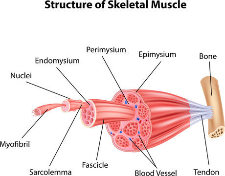 Illustration of Structure Skeletal Muscle Anatomy