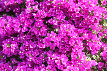 Fototapeta premium Bougainvillea flower.