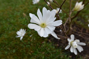 Die weiße Blüte der Sternmagnolie. Die beliebte und wunderschöne Garten-Pflanze ist eine der ersten Frühlingsboten. 
