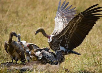 Predatory birds eat the prey in the savannah. Kenya. Tanzania. Safari. East Africa. An excellent illustration.