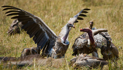 Predatory birds eat the prey in the savannah. Kenya. Tanzania. Safari. East Africa. An excellent illustration.