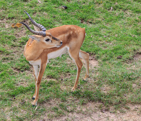 Male Impala Antelope in the Khao Kheow Zoo, Chonburi Thailand