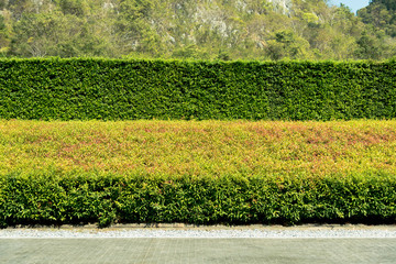 banyan tree leaf texture background