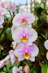 Fototapeta na wymiar Beautiful white and purple orchid flower in the garden on the morning sun
