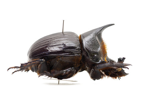 タイ産　ナンバンオオサマダイコクコガネ　59-63mm タイ産 ナンバンオオサマダイコクコガネ 59-63mm タイ産