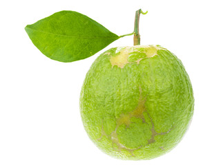 raw green fruit, Madarin citus on white background