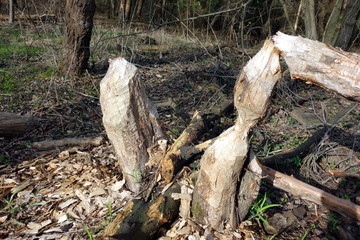 trees bitten by beavers