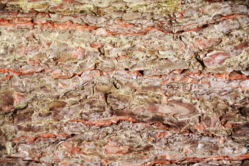 Nice rugged backdrop of spruce bark