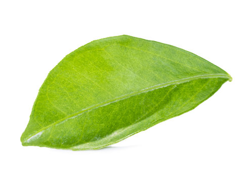 lemon leaf isolated on white background