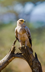 Predatory bird is sitting on a tree. Kenya. Tanzania. Safari. East Africa. An excellent illustration.
