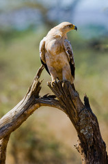 Predatory bird is sitting on a tree. Kenya. Tanzania. Safari. East Africa. An excellent illustration.
