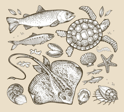 sea animals. hand-drawn sketches fish, trout, herring, turtle, stingray, scallop, anchovy, clam, shell, starfish. vector illustration