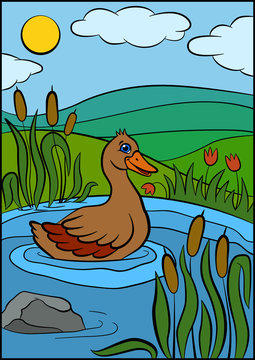 Color pictures: birds. Cute duck swims on the pond and smiles.