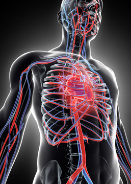 3D illustration of Human Internal System - Circulatory System.