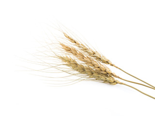 Fototapeta premium wheat ears isolated on white background