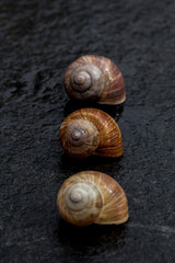 Weinbergschneckenhaus