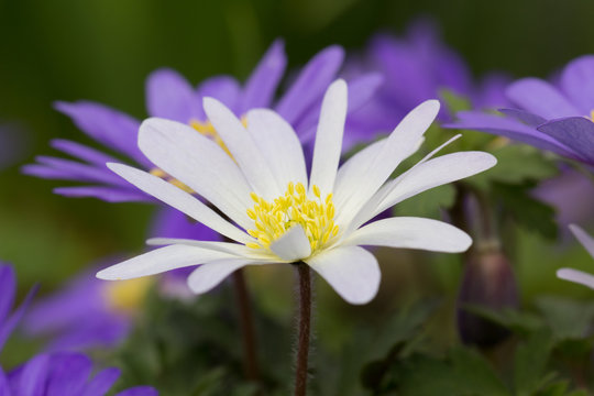 Anemonen als zarte Boten des Fr&uuml;hlings