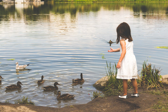 Ducks gather at the pond to get food from a little girl in a whi