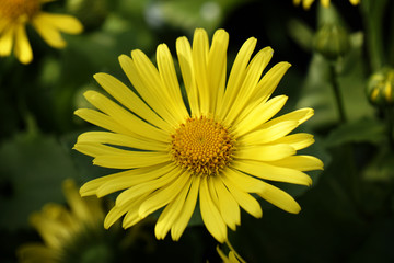 oxeye daisy flower in yellow