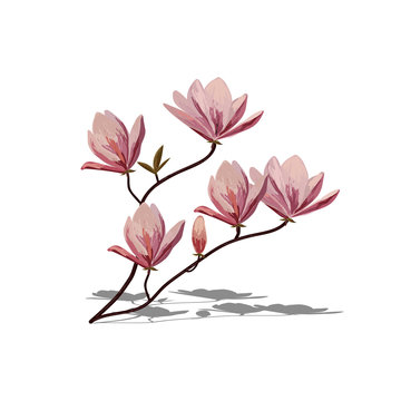Blossom brunch of pink magnolia