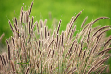 reeds flower with green background.