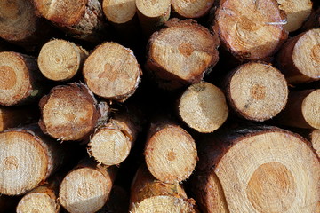 pine logs texture