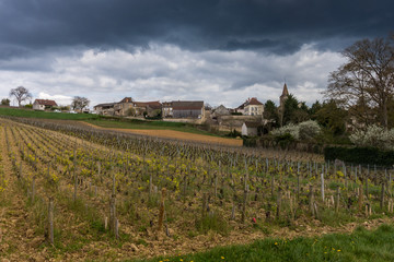 Fototapeta na wymiar météo menaçante sur les vignes