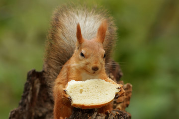 Белка. Неужели это всё моё? © reznik_ov