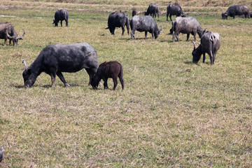 water buffalo in field