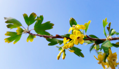 Blooming yellow trumpet flower over blue sky background