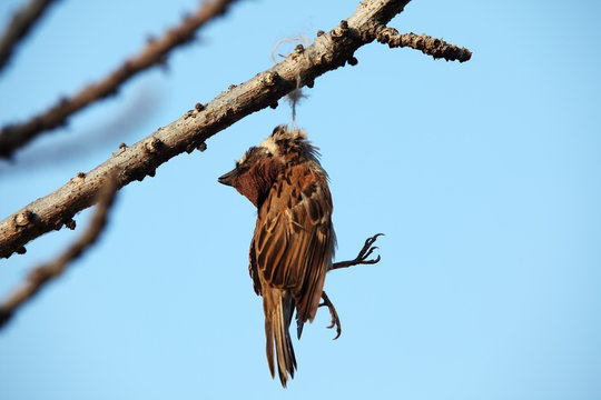 dead bird hanging on dry tree.