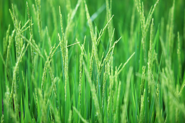 Fototapeta na wymiar paddy rice as background.