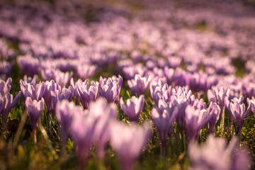 large blooming field of violet wild saffron flowers in the sunlit springtime meadow