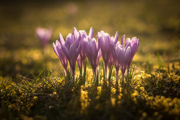 group of beautiful wild violet saffron flowers in sunlit meadow in the springtime nature