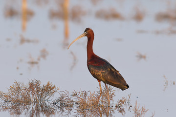Каравайка. Ибисовые. © reznik_ov