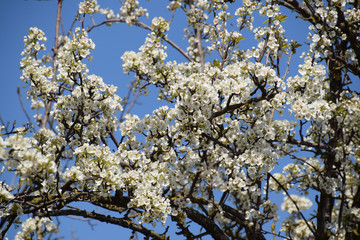 Blooming wild pear in the garden