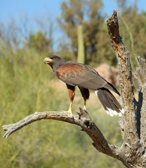 Harris Hawk in Tucson AZ
Perched on a branch
