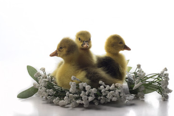 Gansos pequeños,Aves de corral.