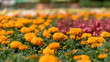 Flowers field - marigold