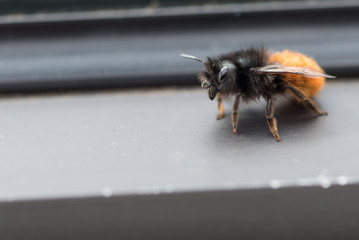 Hummel - Flugpause