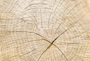 Fototapeta premium koła na pniu drzewa, tekstura drewna