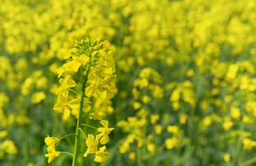 Rape Flower
