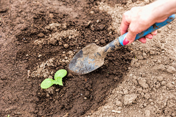 Hilling tomato sprouts in a greenhouse