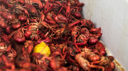 Louisiana Crawfish