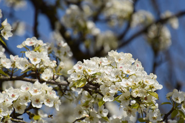 Pollination of flowers by bees pears.