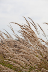 Fototapeta premium Autumn grass and wildflower background
